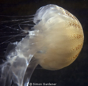 shot with nikon D70s and two DS160 strobes 105mm macro by Simon Gardener 